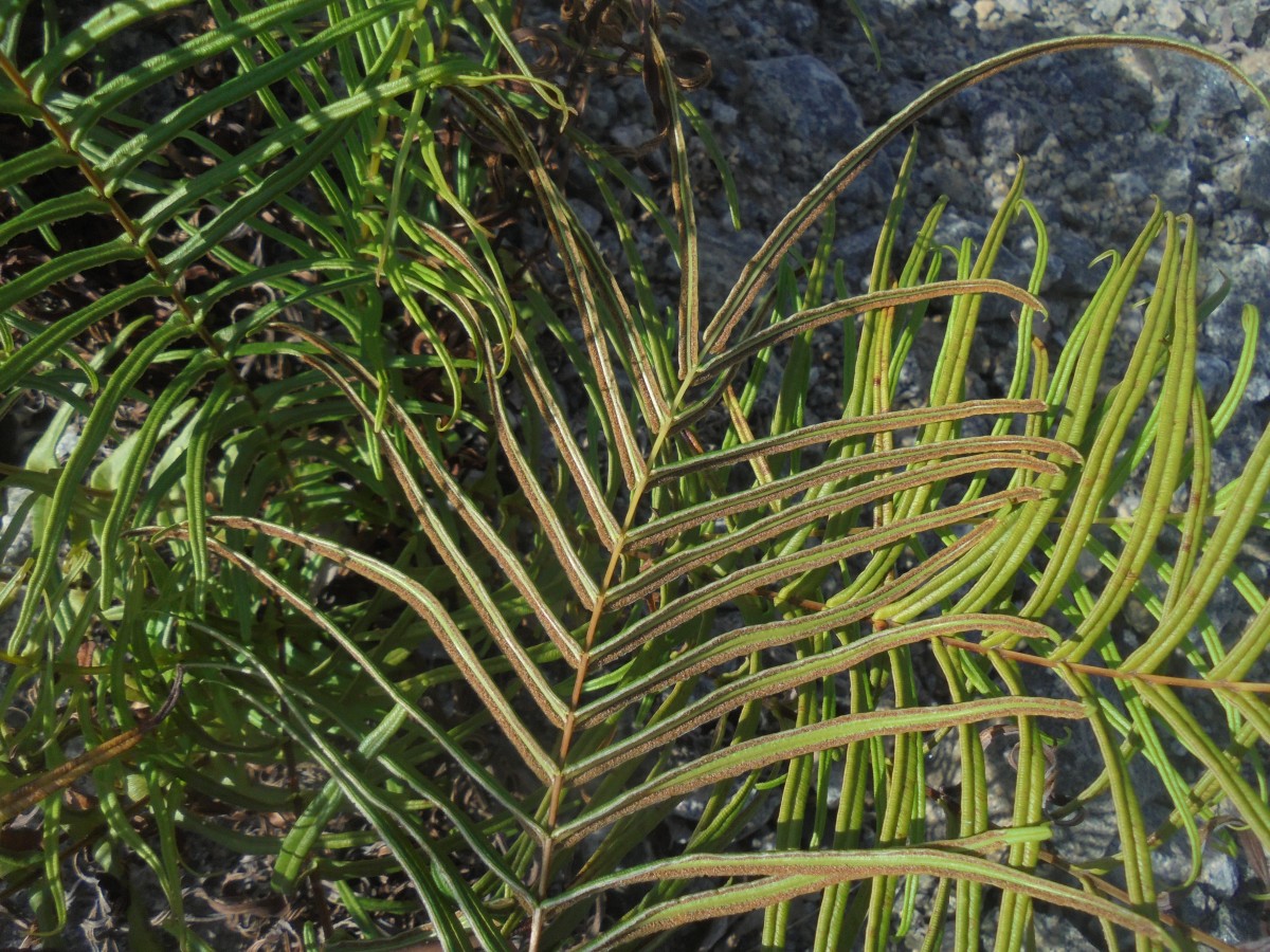 Pteris vittata  L.