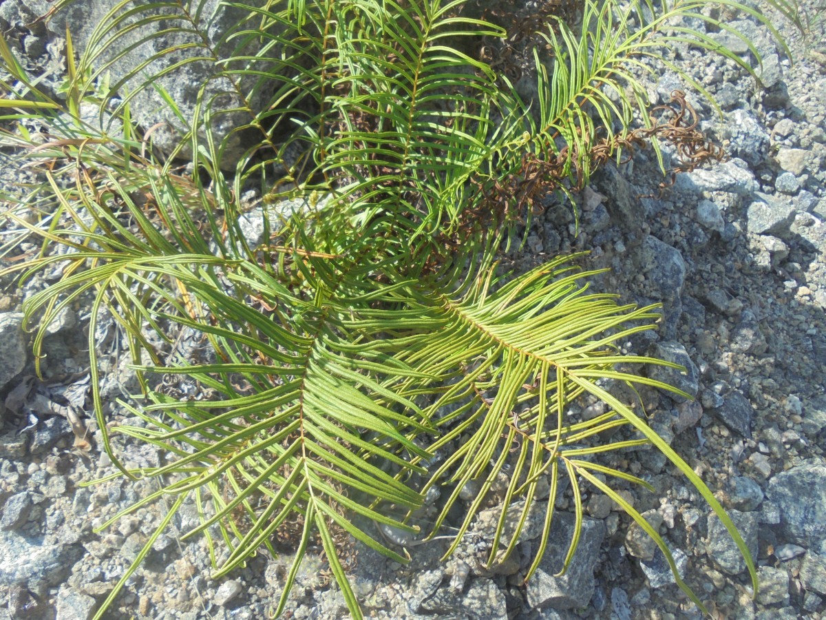 Pteris vittata  L.