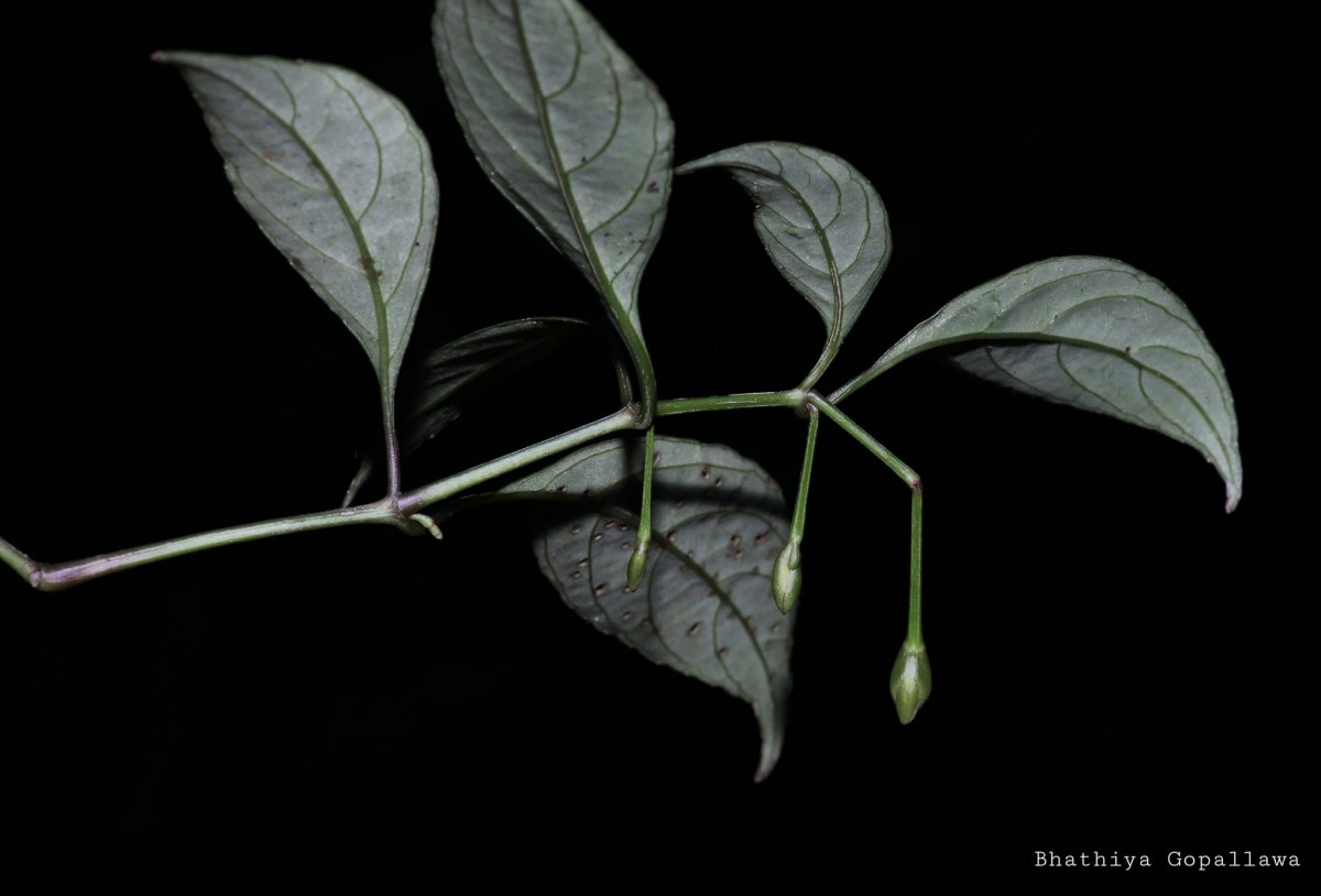 Strobilanthes sripadensis Nilanthi, Gopallawa & Jayawardane