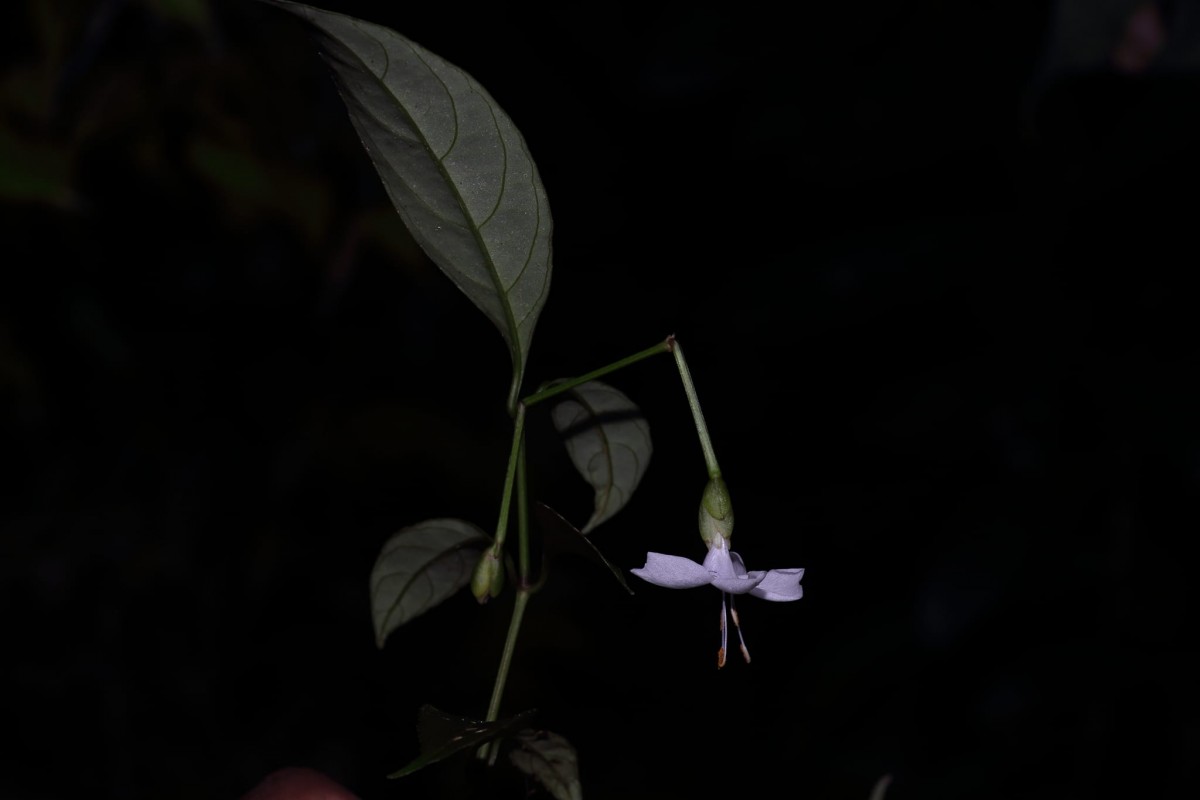 Strobilanthes sripadensis Nilanthi, Gopallawa & Jayawardane