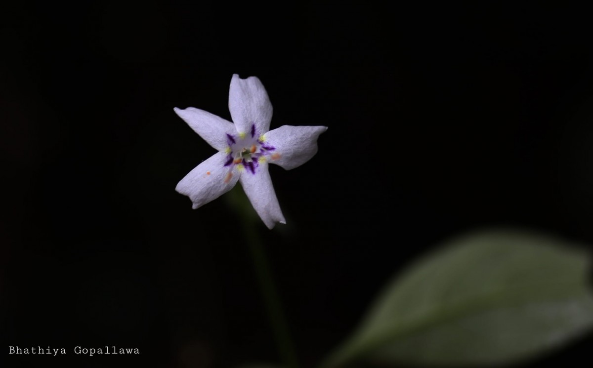 Strobilanthes sripadensis Nilanthi, Gopallawa & Jayawardane