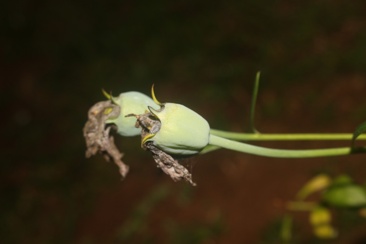 Platycodon grandiflorus (Jacq.) A.DC.