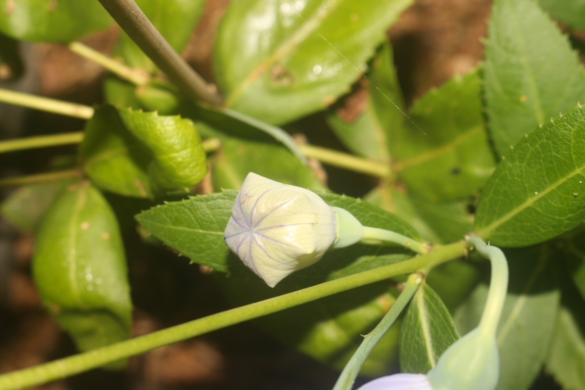 Platycodon grandiflorus (Jacq.) A.DC.