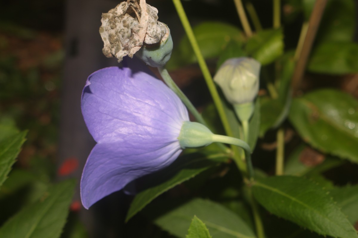 Platycodon grandiflorus (Jacq.) A.DC.