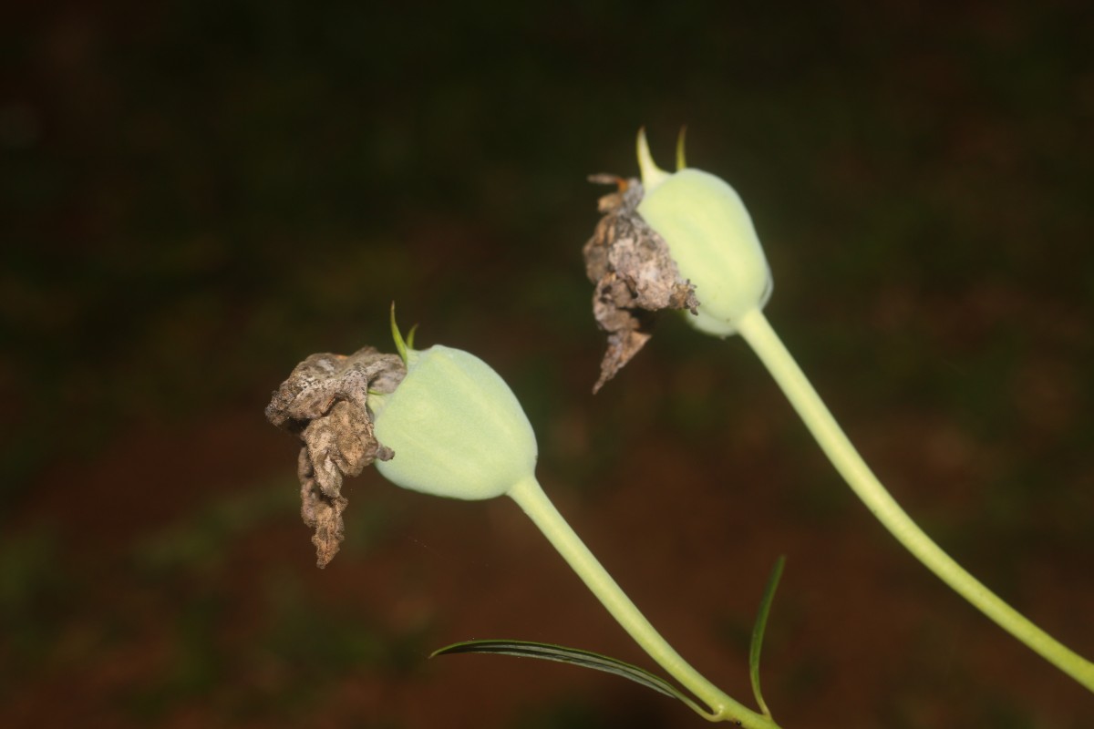 Platycodon grandiflorus (Jacq.) A.DC.