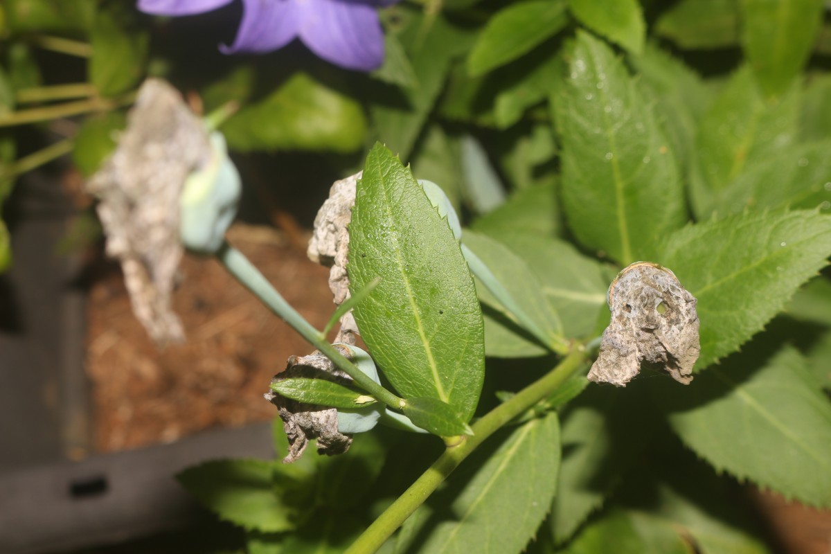 Platycodon grandiflorus (Jacq.) A.DC.