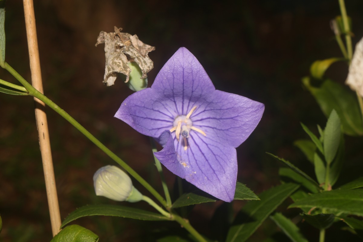 Platycodon grandiflorus (Jacq.) A.DC.