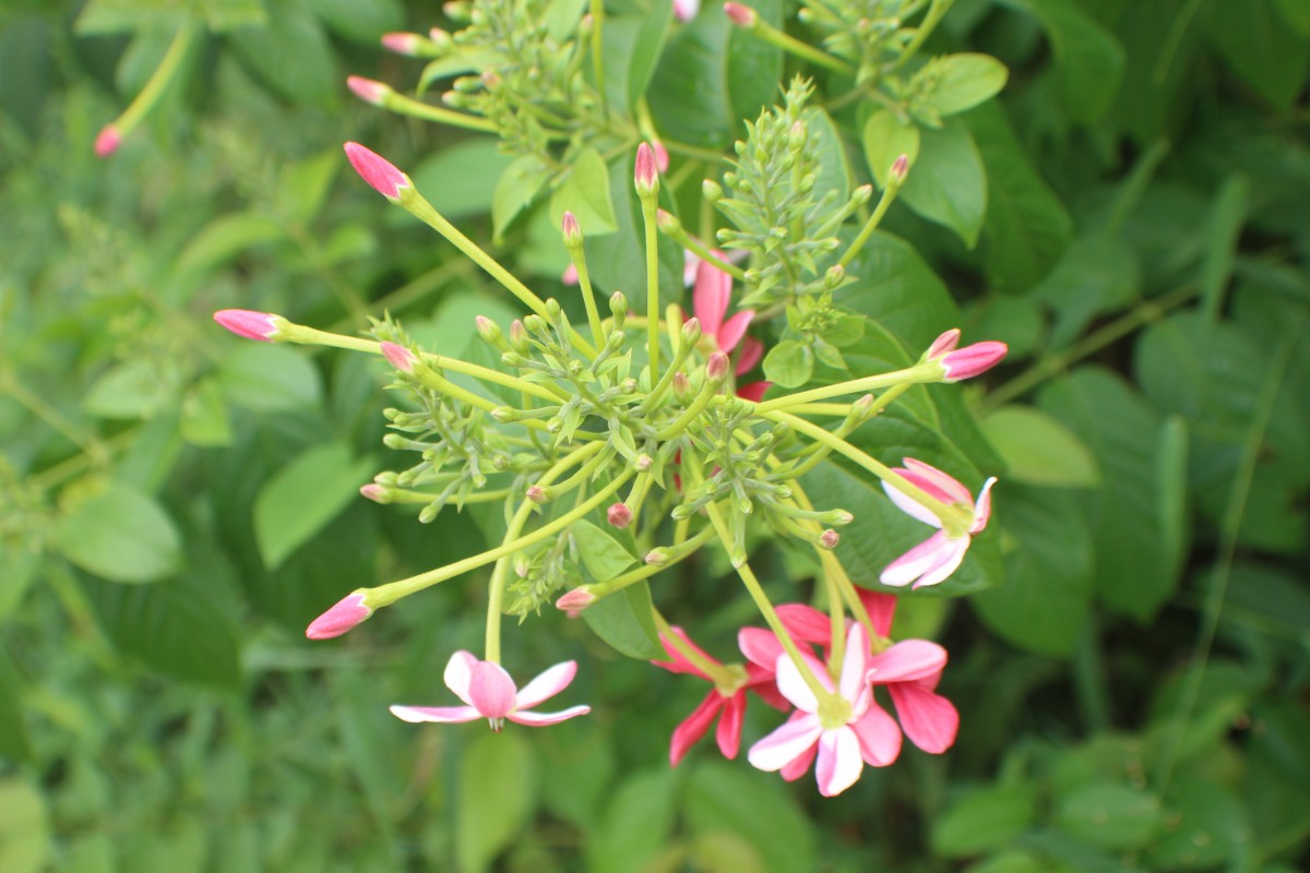 Combretum indicum (L.) DeFilipps