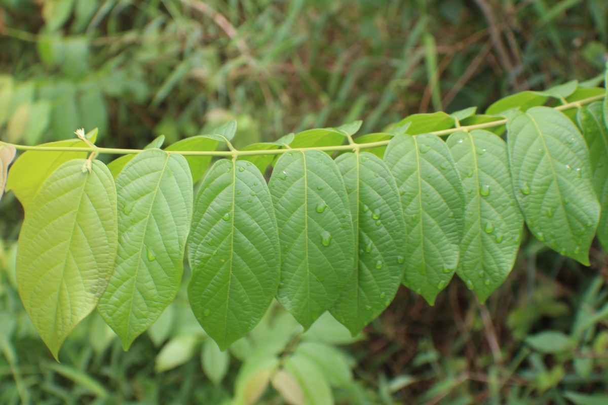 Combretum indicum (L.) DeFilipps