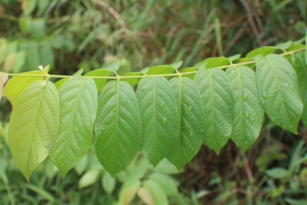 Combretum indicum (L.) DeFilipps