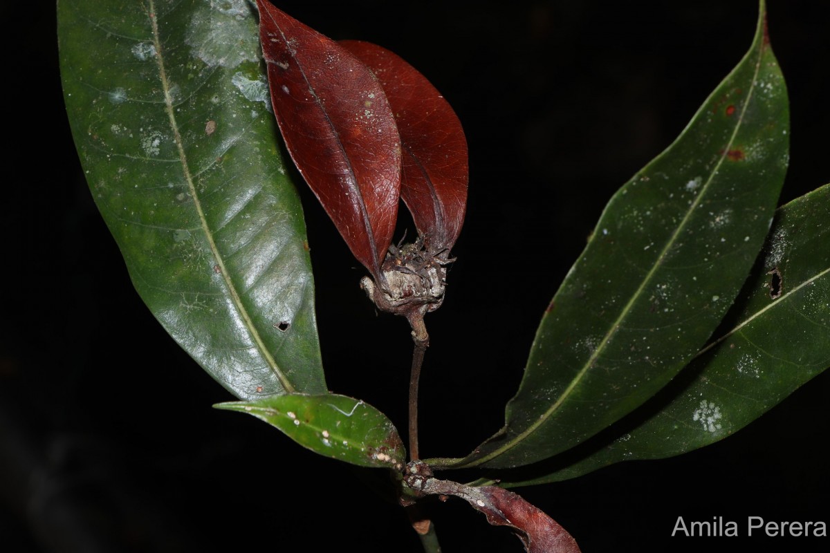 Dichilanthe zeylanica Thwaites