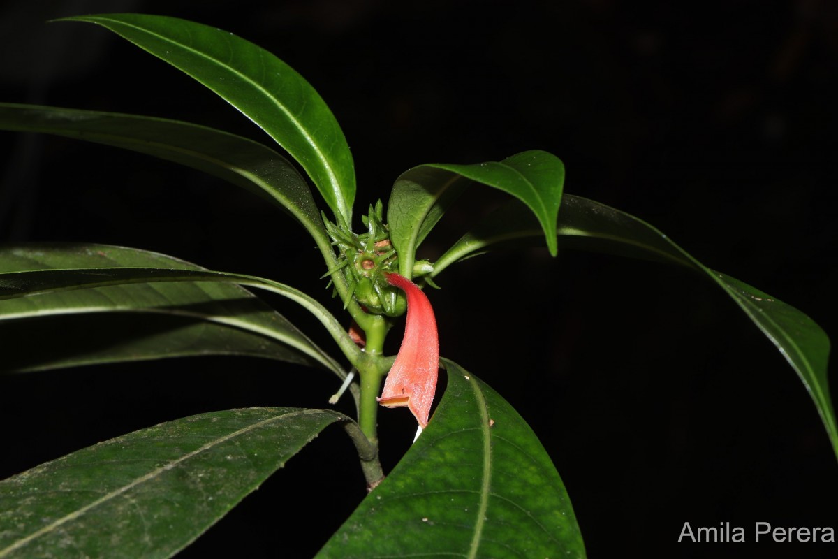 Dichilanthe zeylanica Thwaites