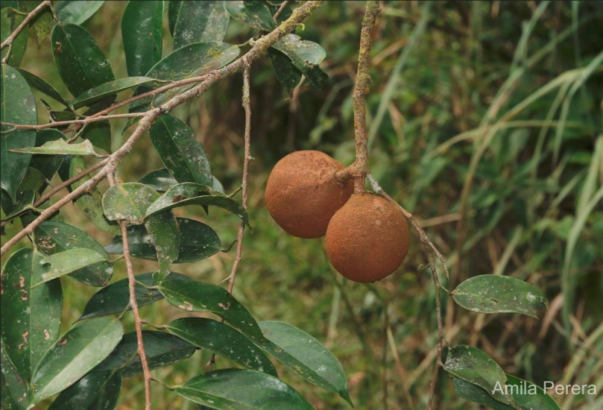 Hydnocarpus octandrus Thwaites