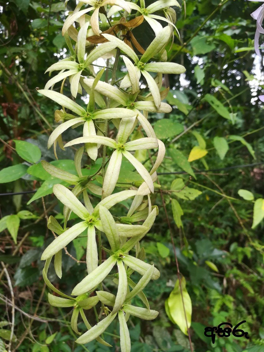 Petrea volubilis L.