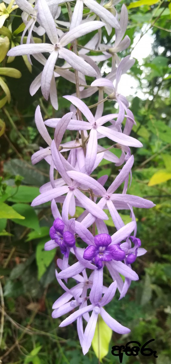 Petrea volubilis L.