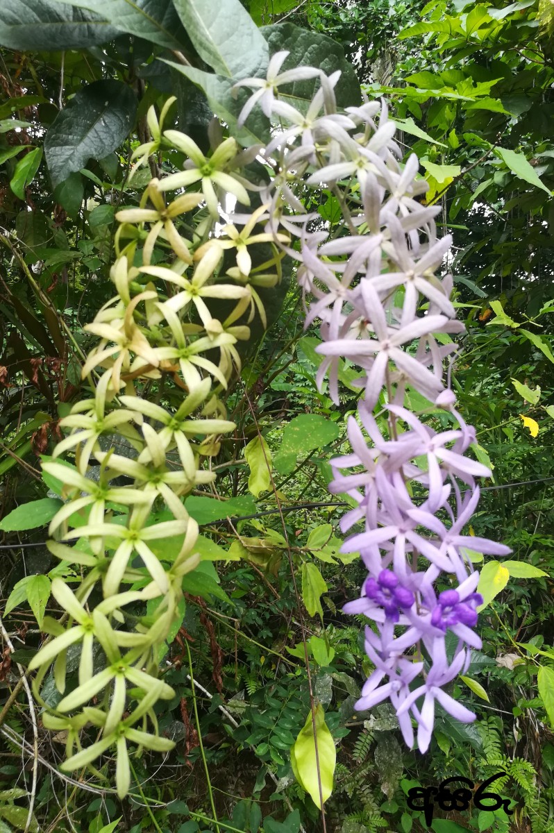 Petrea volubilis L.