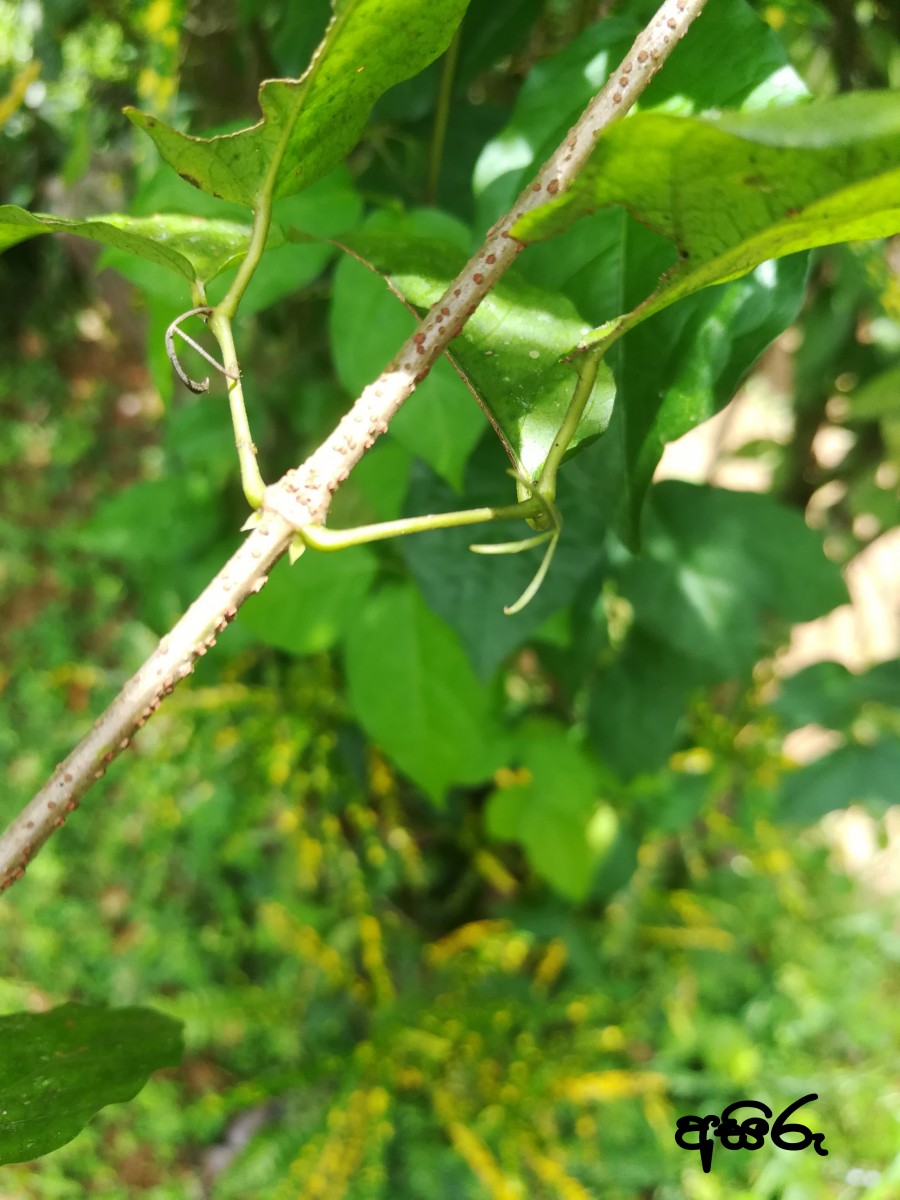 Dolichandra unguis-cati (L.) L.G.Lohmann