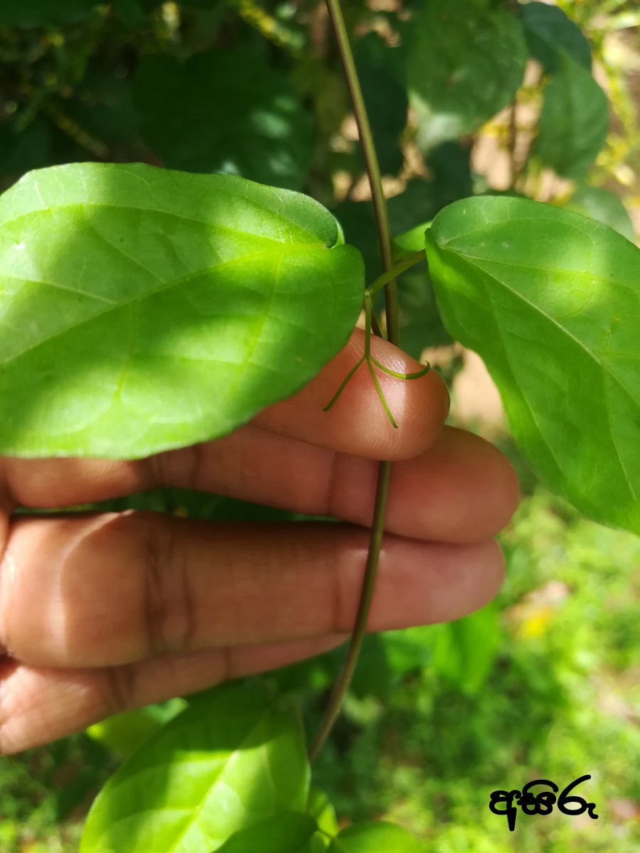 Dolichandra unguis-cati (L.) L.G.Lohmann