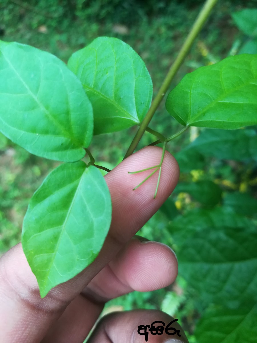 Dolichandra unguis-cati (L.) L.G.Lohmann