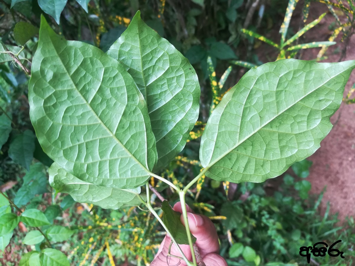 Dolichandra unguis-cati (L.) L.G.Lohmann