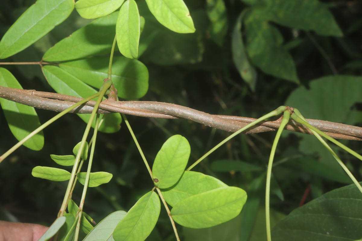 Derris canarensis (Dalzell) Baker