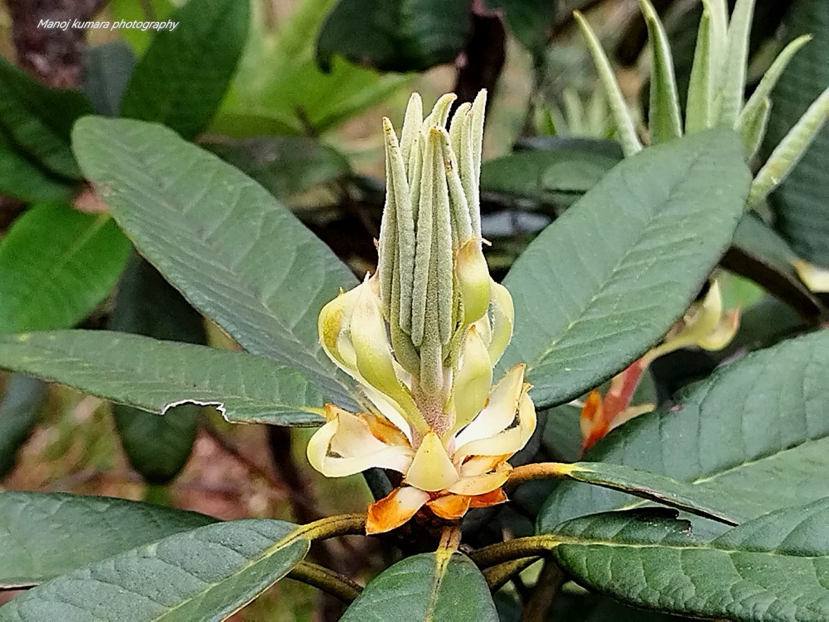 Rhododendron arboreum subsp. zeylanicum (Booth) Tagg