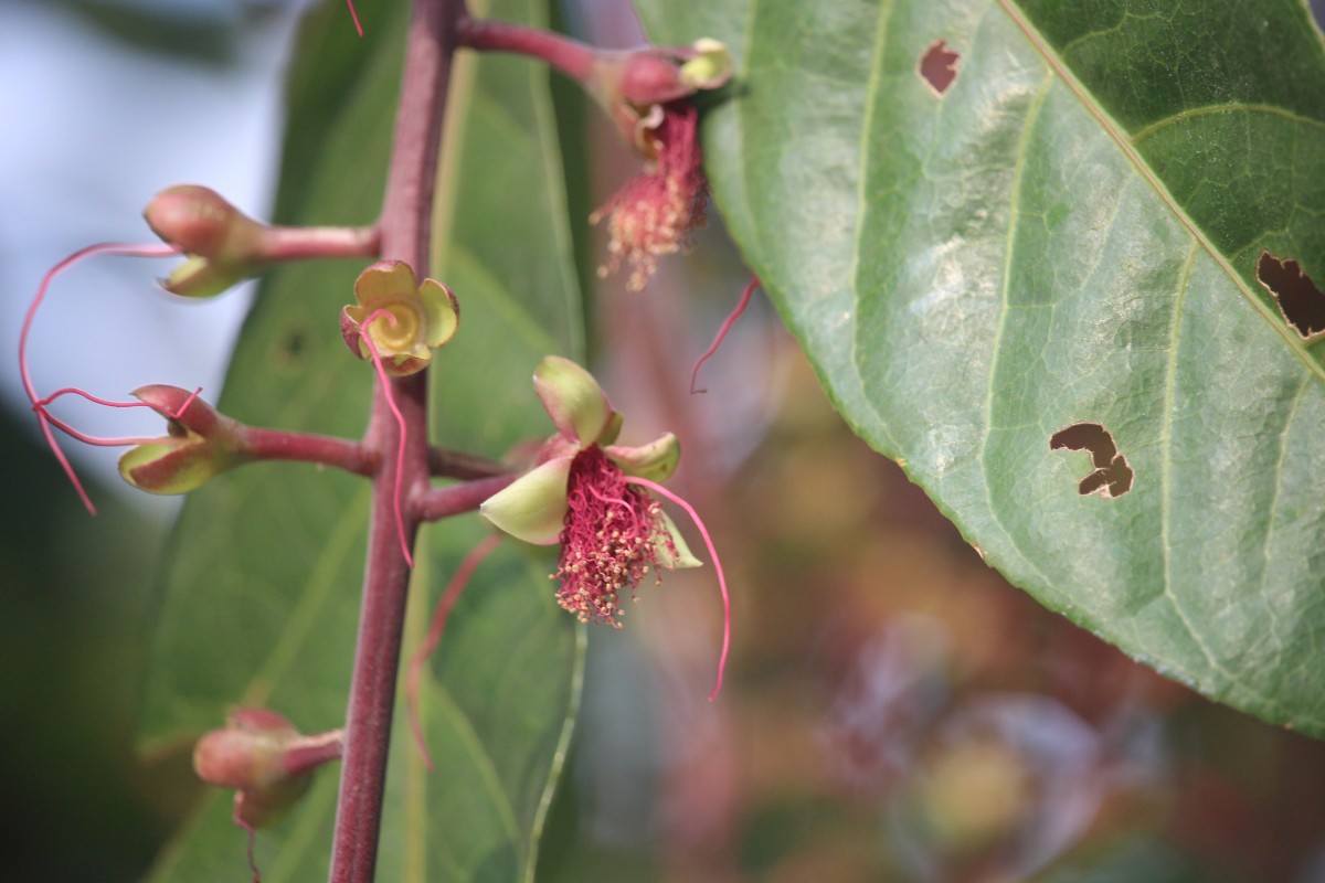 Barringtonia racemosa (L.) Spreng.