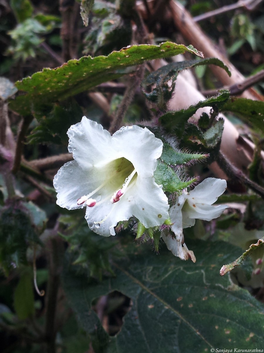 Strobilanthes vestita Nees