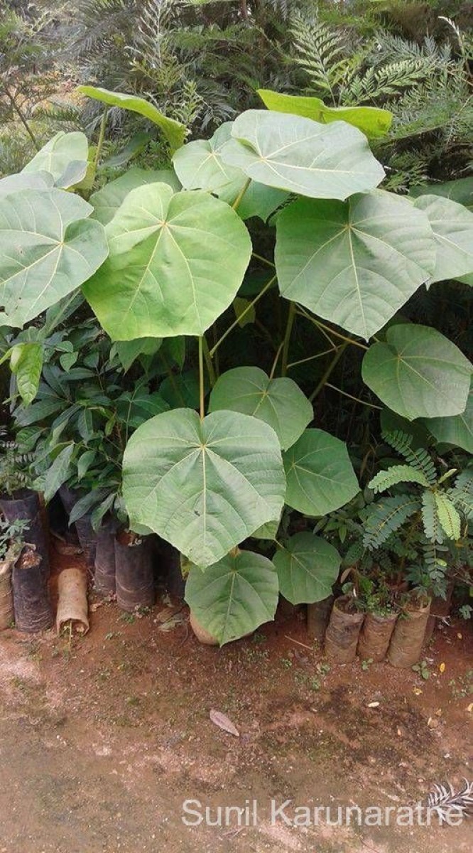 Ochroma pyramidale (Cav. ex Lam.) Urb.