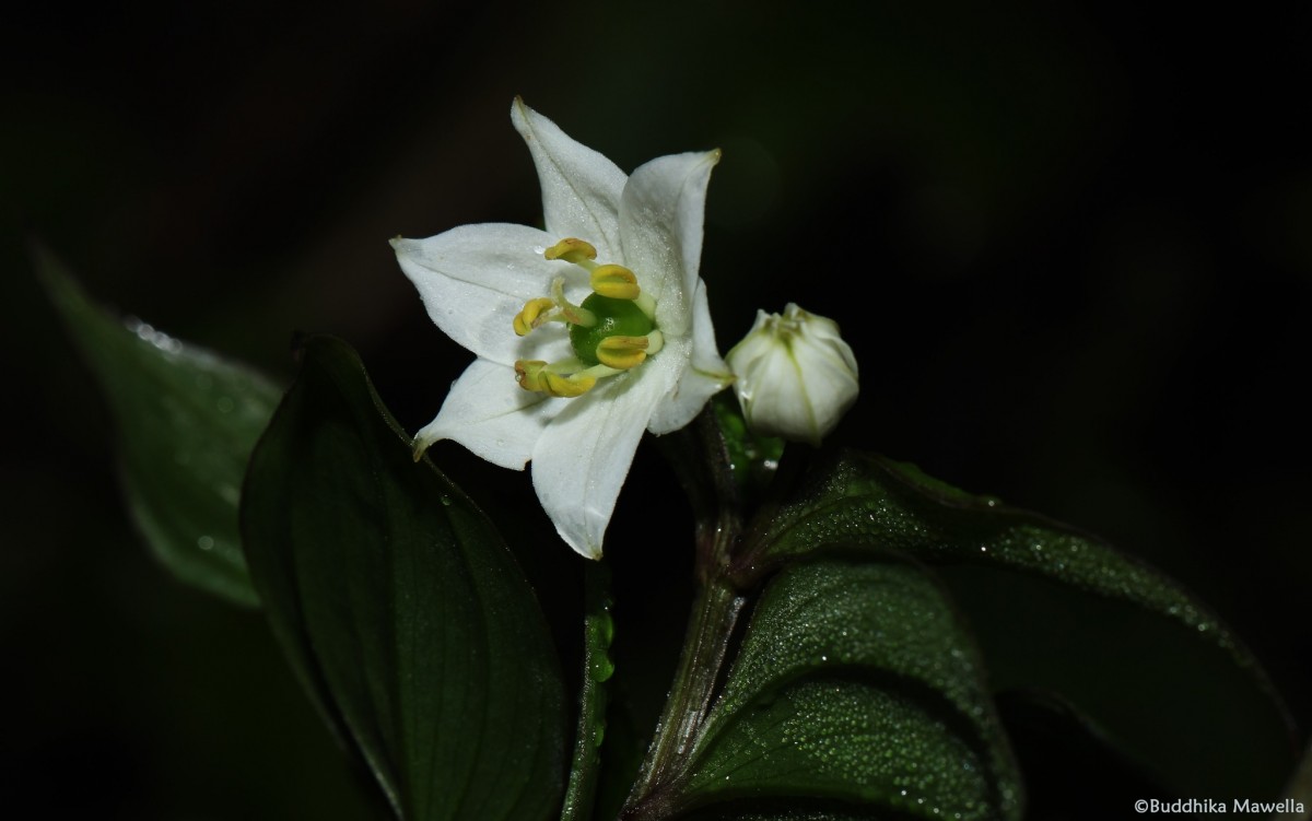 Disporum cantoniense var. cantoniense (Lour.) Merr.