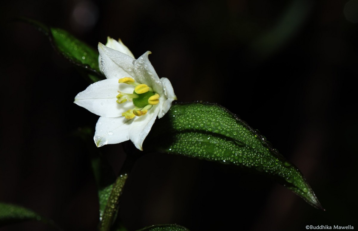 Disporum cantoniense var. cantoniense (Lour.) Merr.