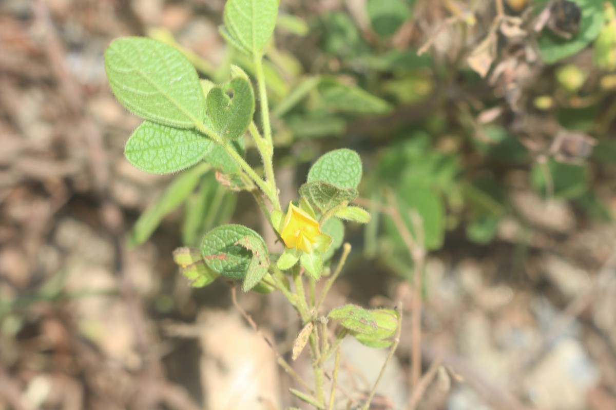 Rhynchosia cana (Willd.) DC.