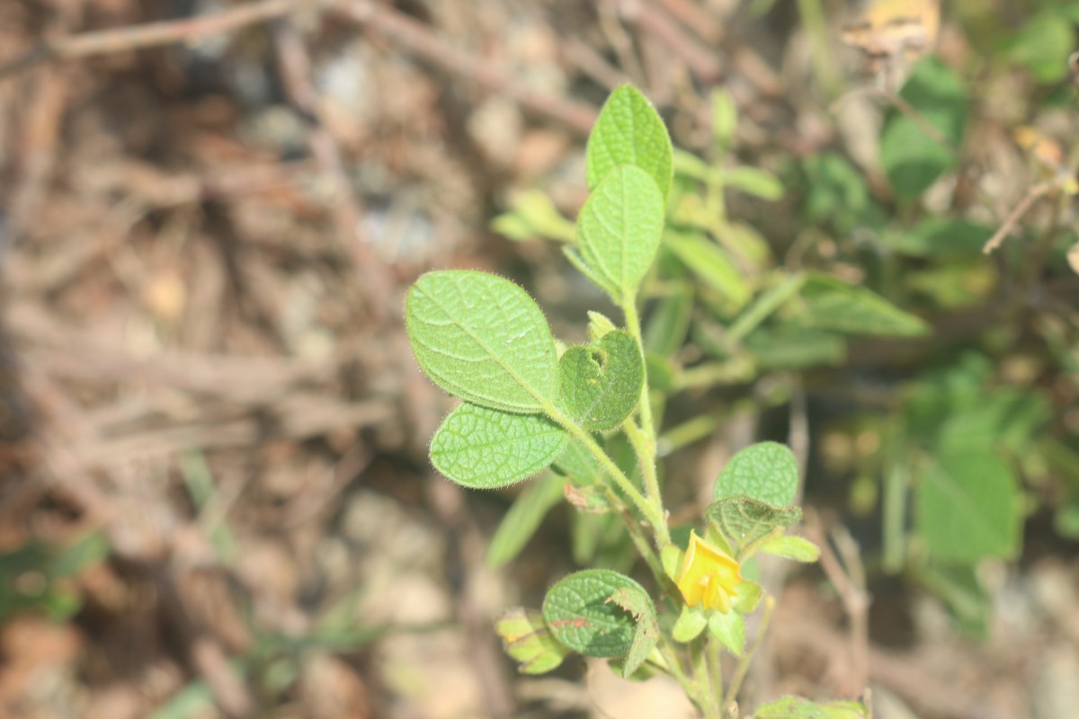 Rhynchosia cana (Willd.) DC.