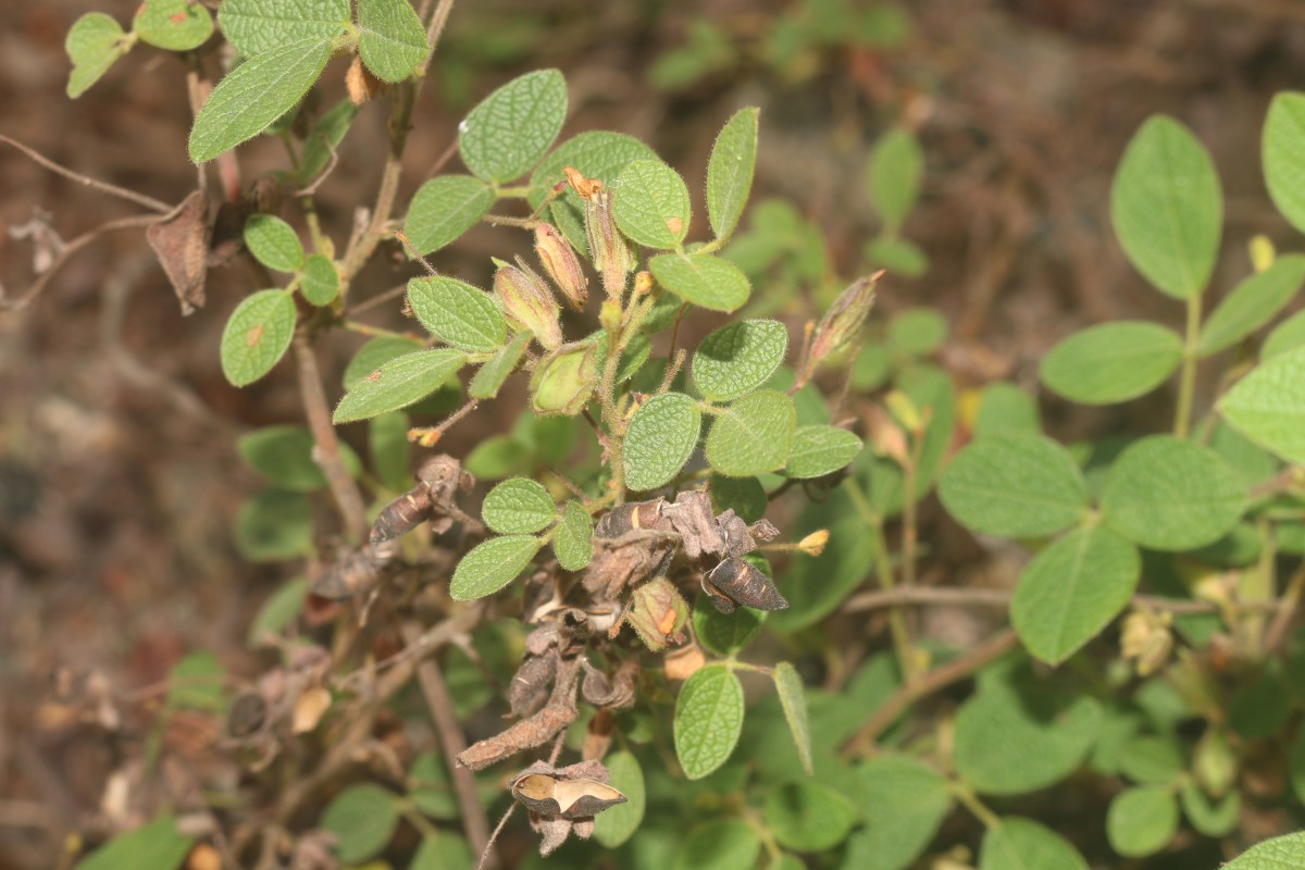 Rhynchosia cana (Willd.) DC.