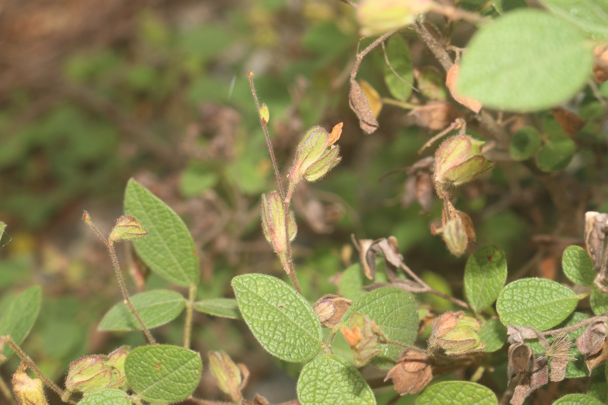 Rhynchosia cana (Willd.) DC.