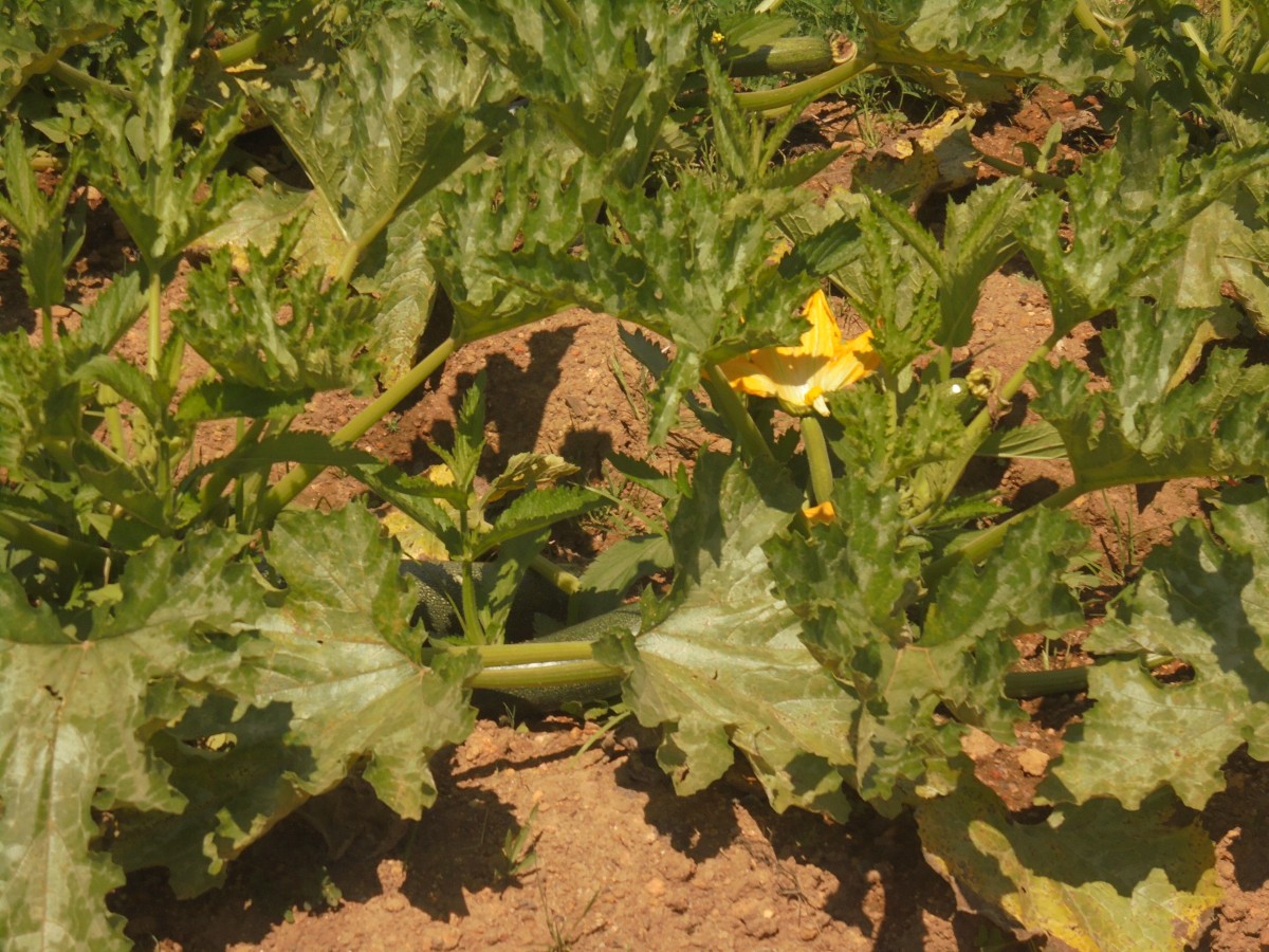 Cucurbita pepo L.