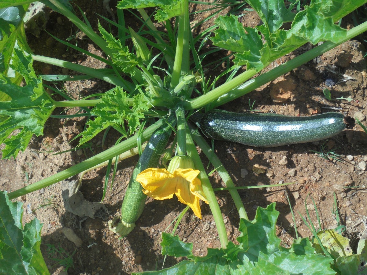 Cucurbita pepo L.