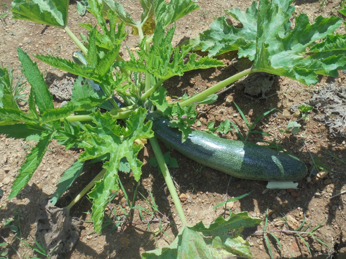 Cucurbita pepo L.