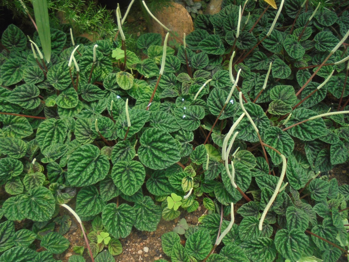 Peperomia caperata Yunck.