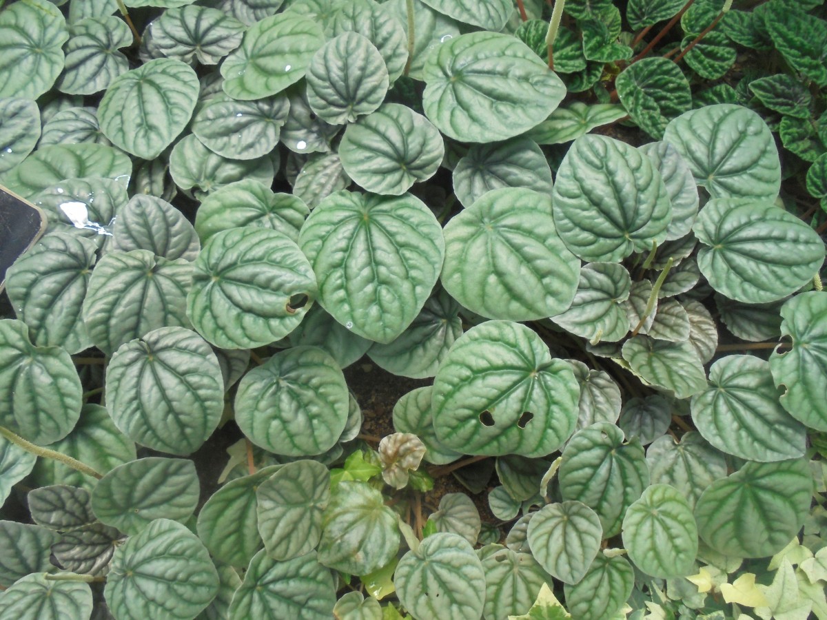 Peperomia clusiifolia (Jacq.) Hook.