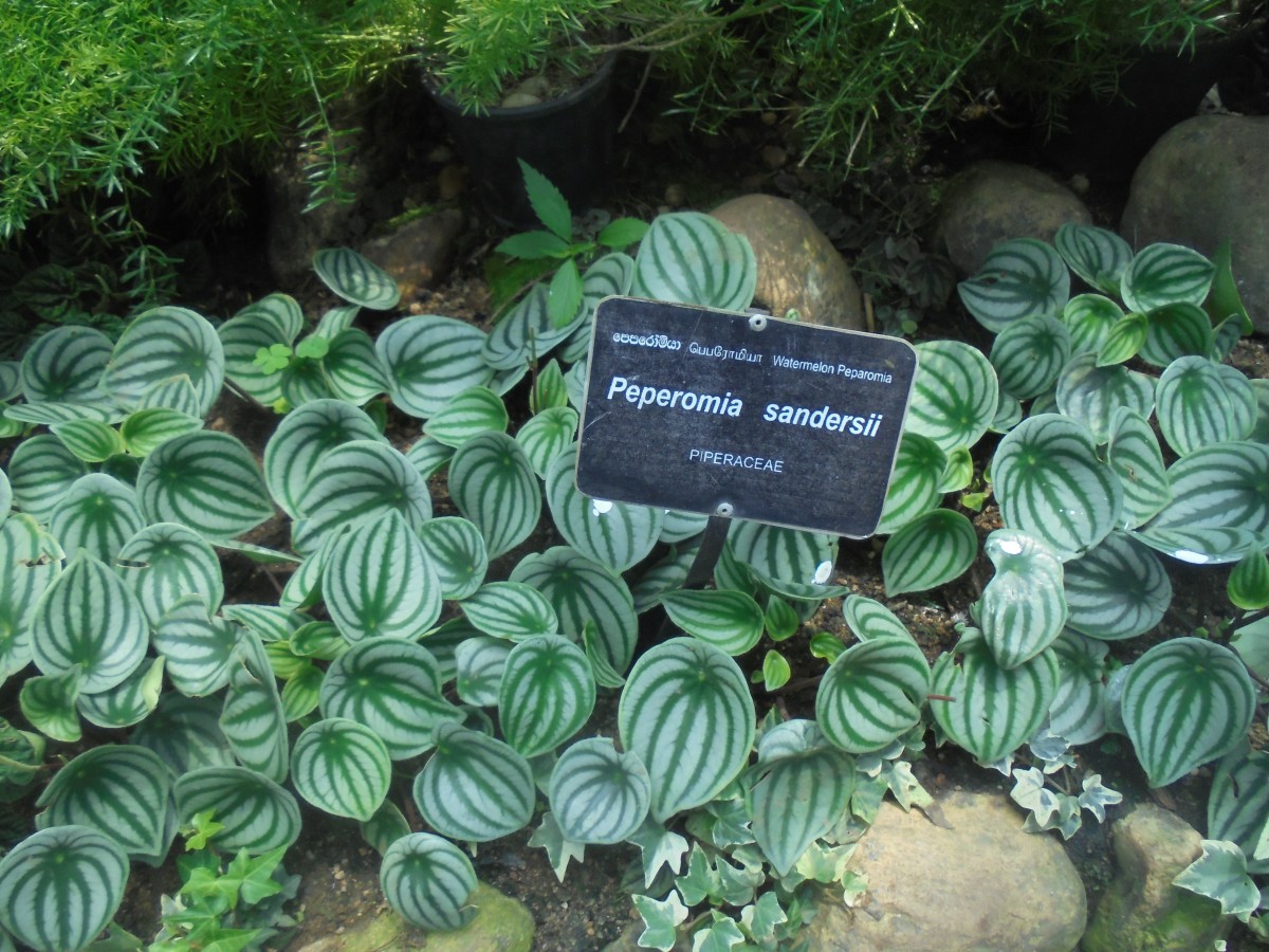 Peperomia argyraea W.Bull