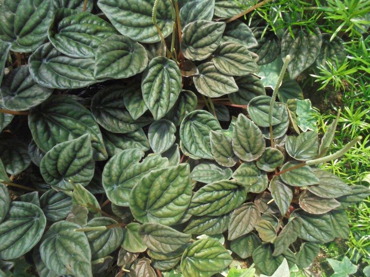 Peperomia argyraea W.Bull