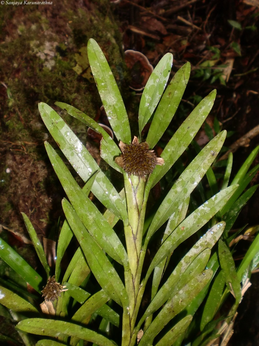 Agrostophyllum zeylanicum Hook.f.