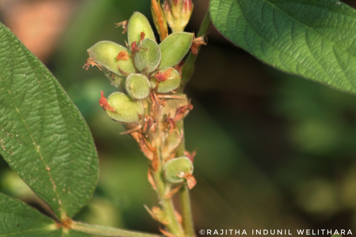 Flemingia lineata (L.) Roxb. ex W.T.Aiton