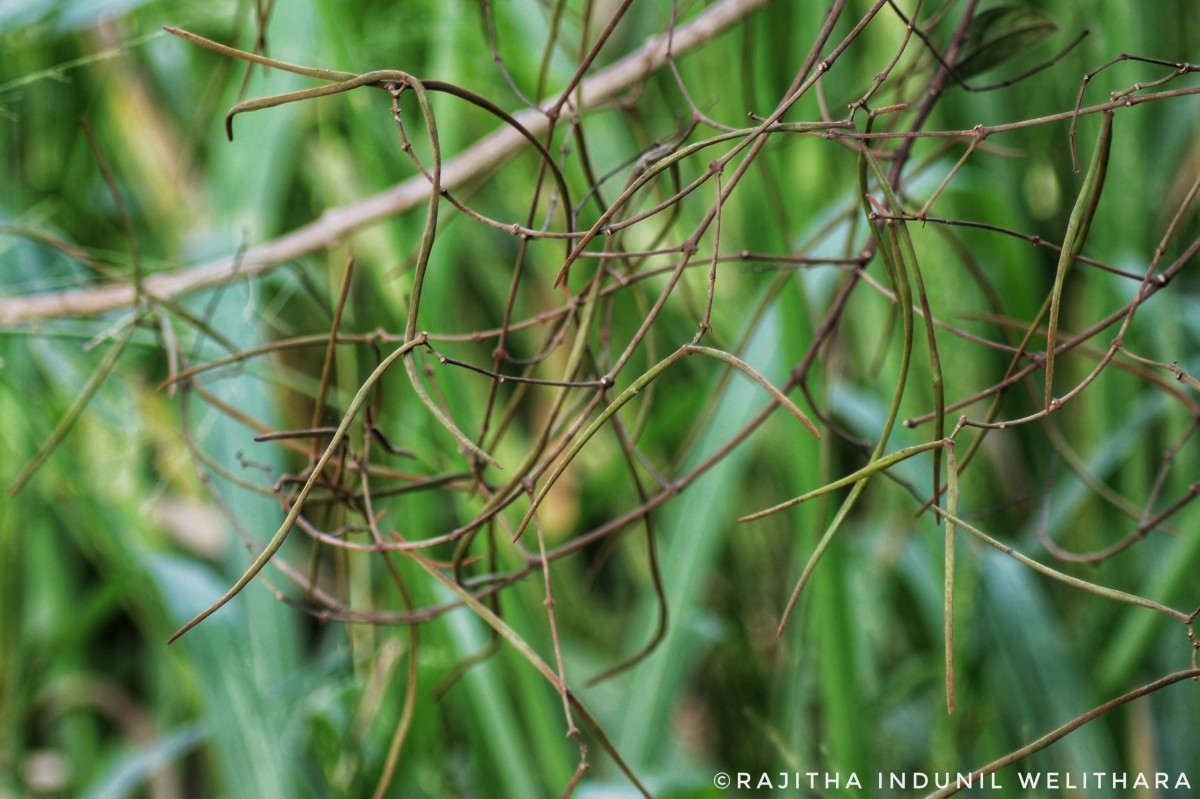 Ichnocarpus frutescens (L.) W.T.Aiton