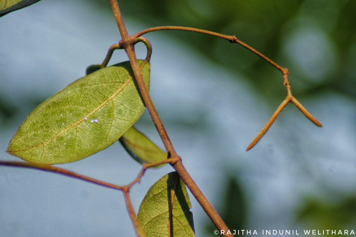 Ichnocarpus frutescens (L.) W.T.Aiton