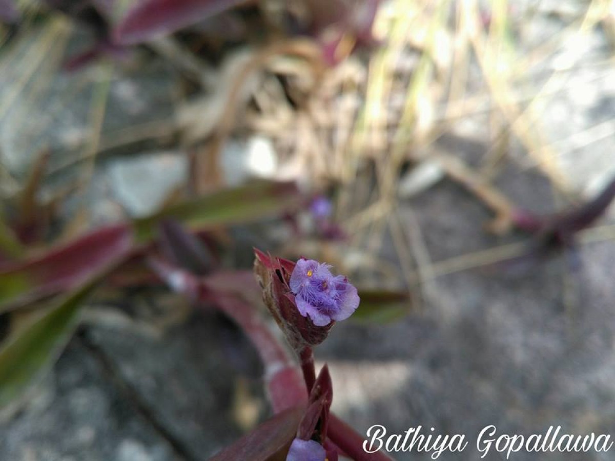 Cyanotis obtusa (Trimen) Trimen