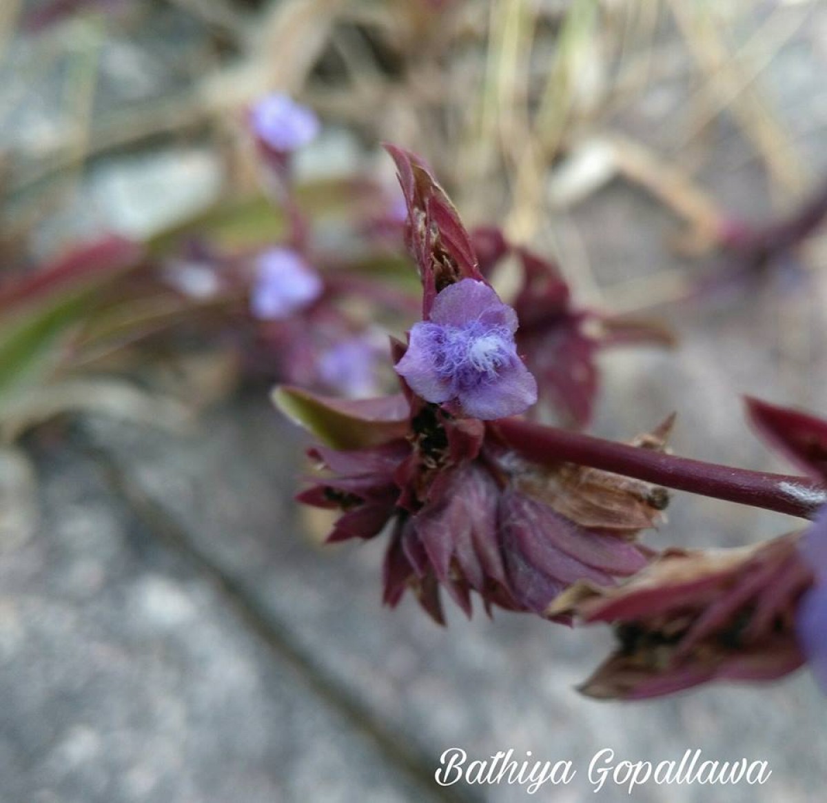 Cyanotis obtusa (Trimen) Trimen