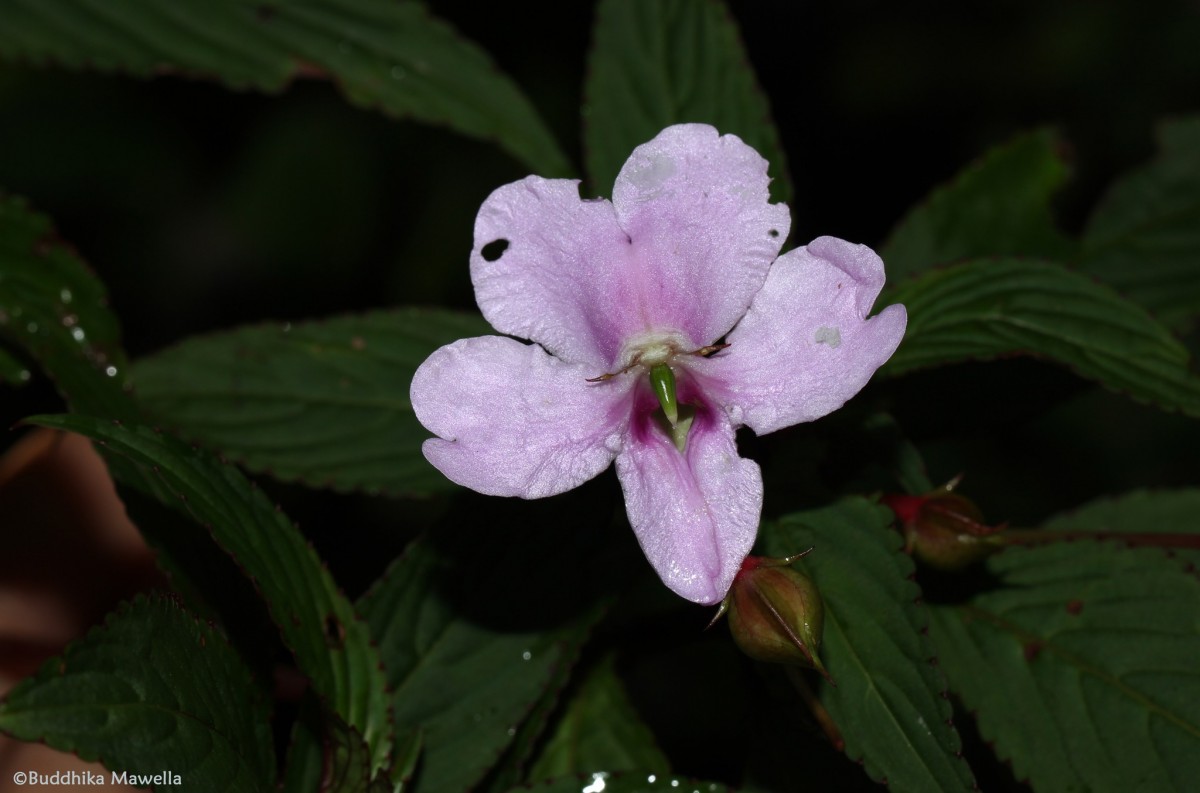 Impatiens cuspidata subsp. bipartita (Arn.) Grey-Wilson