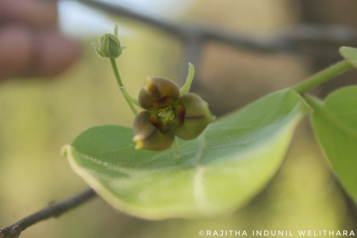 Miliusa tomentosa (Roxb.) Finet & Gagnep.